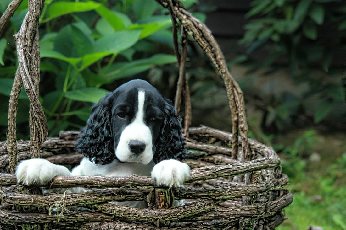 Appalachian sales springer spaniels