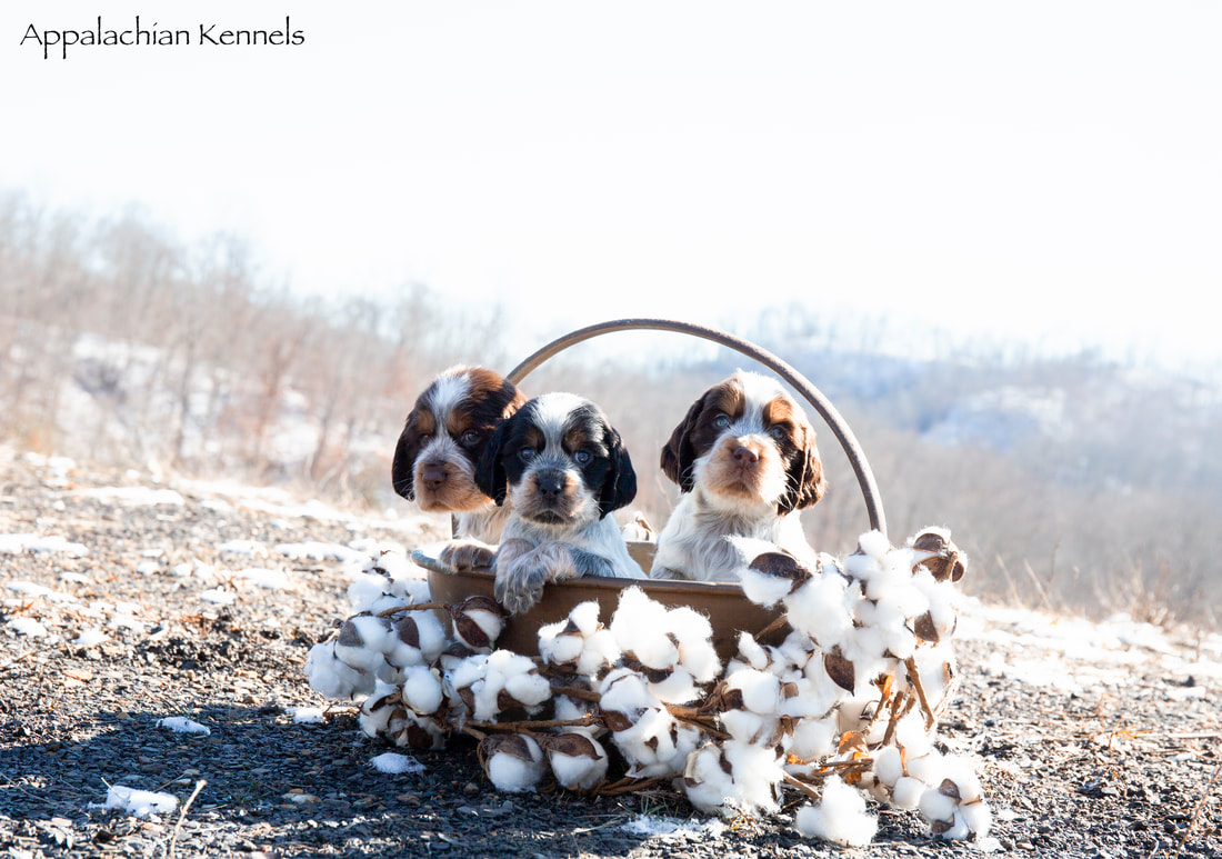 Appalachian springer spaniels outlet