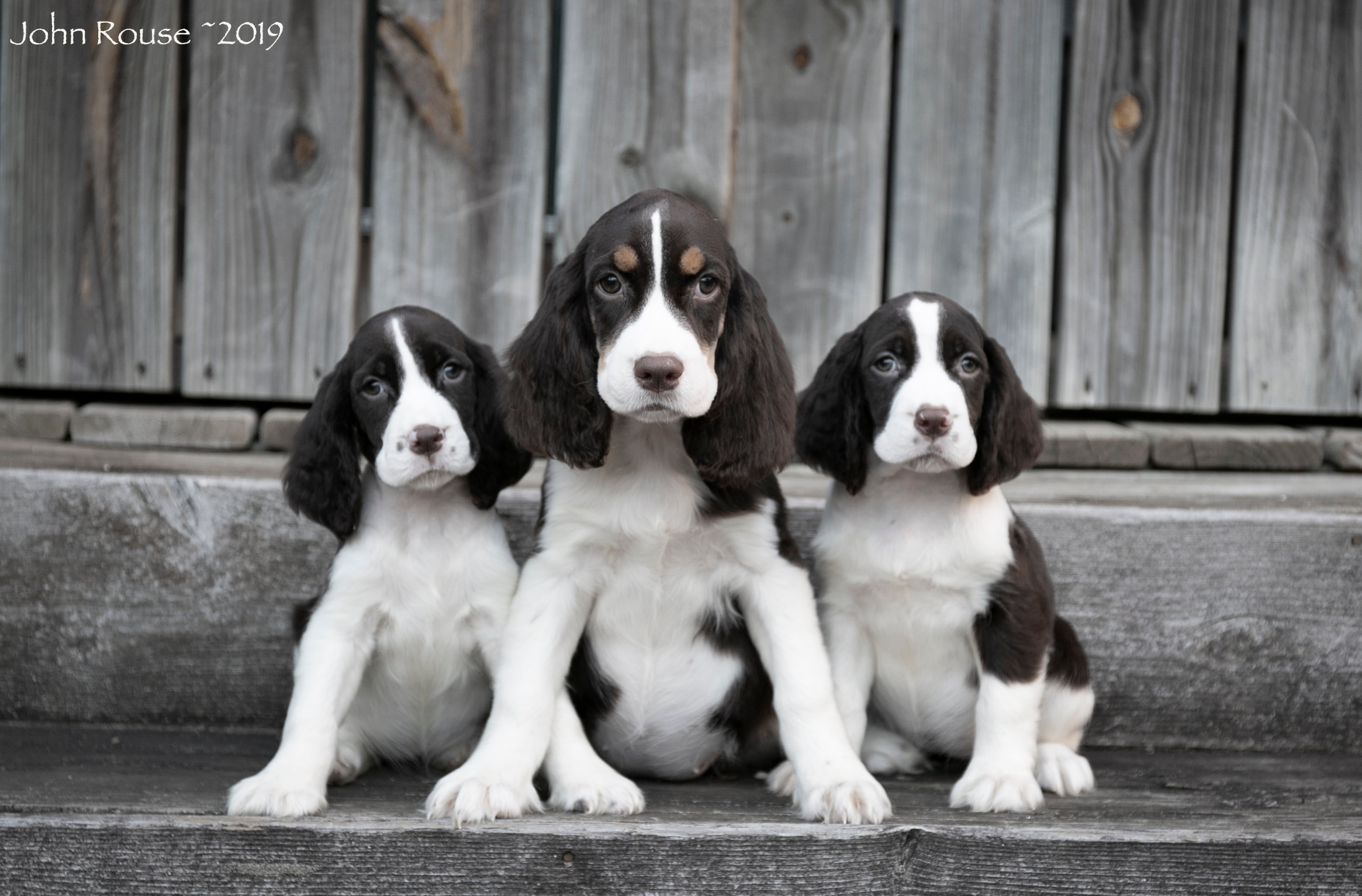 English Springer Spaniels Home