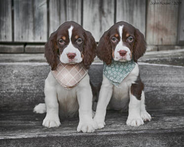 English Springer Spaniels Home