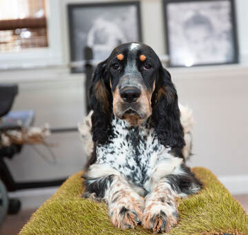Blue roan shop springer