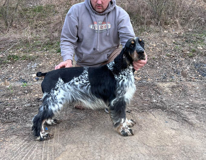 Blue roan springer spaniel for sale 2025