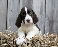 appalachian springer spaniels