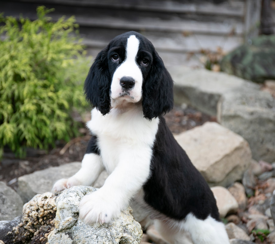 Appalachian sales springer spaniels