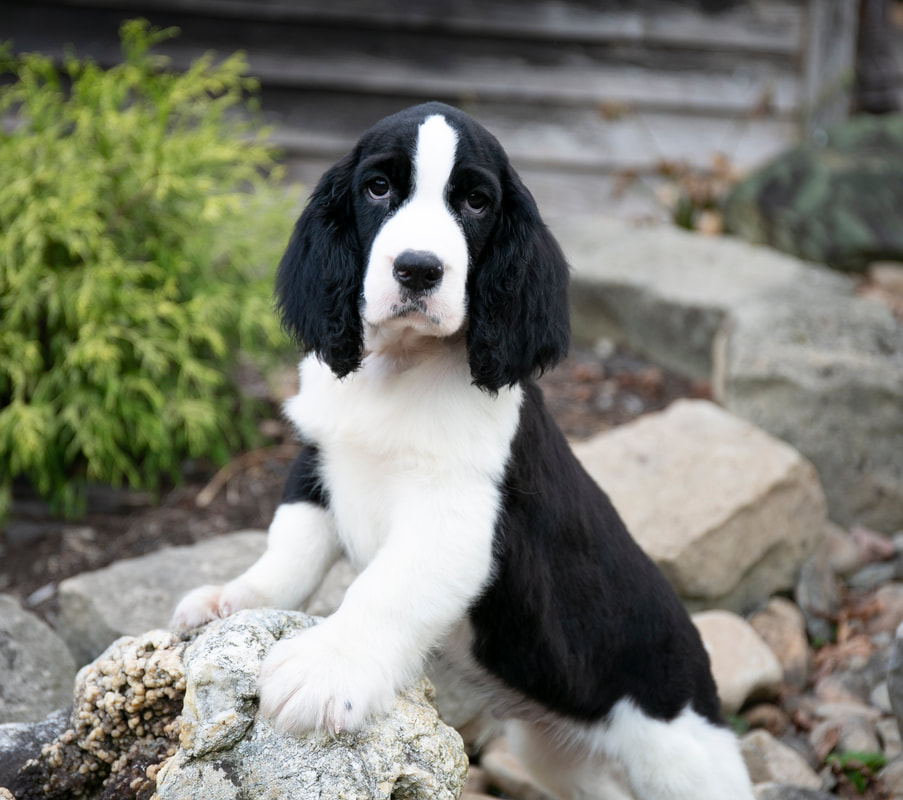 appalachian springer spaniels