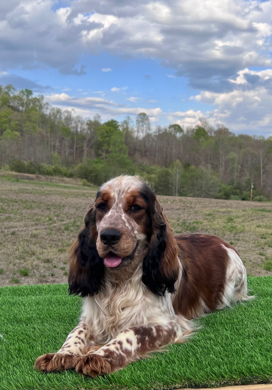 Black tipped sable springer spaniel 2025